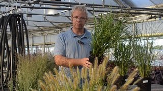 Ornamental Grass Production Tips  Walters Gardens [upl. by Anirehtak]