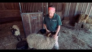 TRADITIONAL 18th Century Sheep Shearing [upl. by Shoemaker]