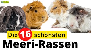 Top 16  Die schönsten Meerschweinchenrassen [upl. by Enoitna]