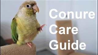 Conure Care Guide  Everything You Need To Know  BirdNerdSophie [upl. by Aenehs]