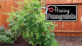 Pomegranate Tree🌳  Spring Pruning  Backyard Orchard [upl. by Ennalyrehc]