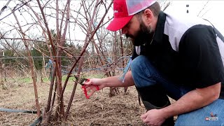 When to Prune Blackberry Bushes [upl. by Harri]