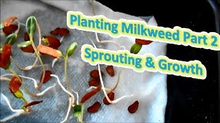 Planting Milkweed Part 2  Sprouting amp Growth Help The Monarch Butterfly [upl. by Anaehr]