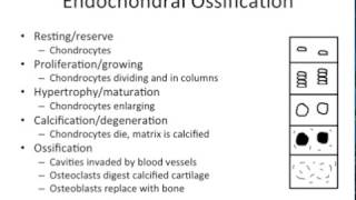 Growth amp Development  Endochondral vs Intramembranous Ossification  NBDE ADAT [upl. by Jorie]