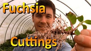 How to Propagate Cuttings of Fuchsia  Rooting Cuttings of Plants [upl. by Afesoj]