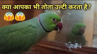 Why Parrots Regurgitate  Difference between regurgitation and vomiting  How to stop it [upl. by Loleta]