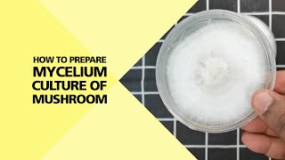 How to Prepare Mycelium Culture of Mushroom Part 24 [upl. by Anirtruc]