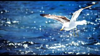 Seagull sounds [upl. by Lleda]