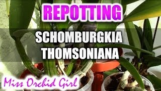 Repotting Schomburgkia Thomsoniana [upl. by Paulette786]