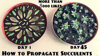 How to Propagate Succulents Fast n Easy [upl. by Xxam233]