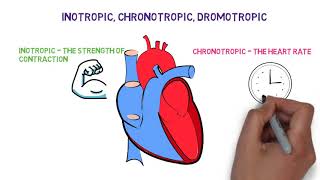 Inotropic chronotropic dromotropic effects of the Heart [upl. by Erlin]