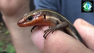 Catching a Speedy Fivelined Skink [upl. by Maupin]