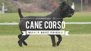 CANE CORSO MANS BEST FRIEND [upl. by Buckingham]