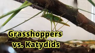 Grasshoppers vs Katydids How to Distinguish Them [upl. by Tades]