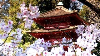 Zen Garden  Cherry Blossoms Mindfulness Relaxation amp Meditation  50 minutes [upl. by Groveman]