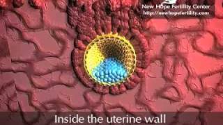 Embyro Implantation [upl. by Marthe]