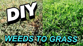 HOW TO TURN WEEDS INTO GRASS [upl. by Ttelracs]