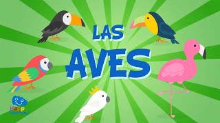 LAS AVES  Vídeos Educativos para Niños [upl. by Findlay]