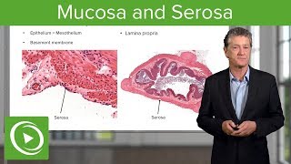 Mucosa and Serosa – Histology  Lecturio [upl. by Aerdua]