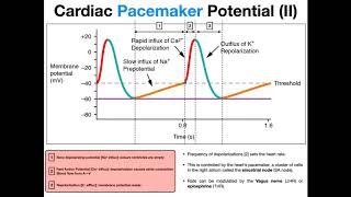 The Pacemaker Potential EXPLAINED [upl. by Beutler]