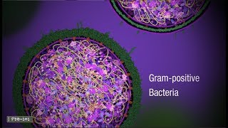 Penicillin and Antibiotic Resistance from PDB101 [upl. by Eada]