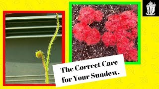 Sundew Care  How to Care for a Sundew [upl. by Khalin427]