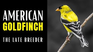 AMERICAN GOLDFINCH  The Late Breeder [upl. by Megen]