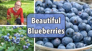 Growing Blueberries From Planting to Harvest [upl. by Lichtenfeld]