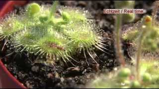 Carnivorous Plant Drosera Glanduligera Use Tentacles To Capture Insect [upl. by Elinor]