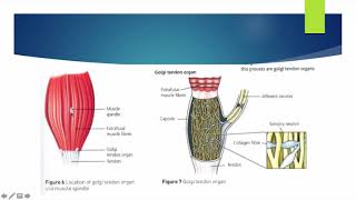 Alevel PE  Proprioceptive Neuromuscular Facilitation  Anatomy amp Physiology [upl. by Forrester]