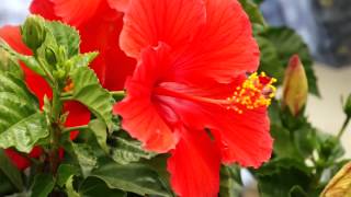 Tropical Hibiscus YearRound [upl. by Hardunn]