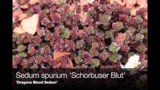 Sedum Varieties for Gardens and Containers [upl. by Jews]