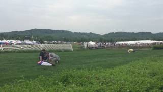 Jockeys injured in fall at Steeplechase [upl. by Buchheim]