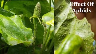 Aphids Infestation On Hibiscus and Their Control [upl. by Oiziruam]