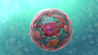 A Level Biology Topic 1 Cell Structure [upl. by Eeramit]