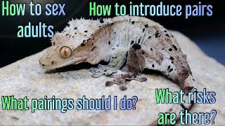 Complete Guide To Breeding Crested Geckos PT 1 [upl. by Zilevi]