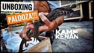 Unboxing 18 New Monitor Lizards [upl. by Jeminah313]