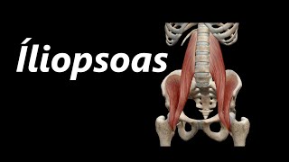 Anatomia do Íliopsoas em 3D [upl. by Daigle]