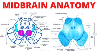 Midbrain Anatomy [upl. by Lancelot775]