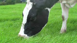 13 yearold cow grazing grass [upl. by Xenia]