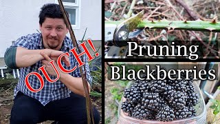 How To Prune Blackberry Bushes  A Guide To Better Yields [upl. by Garate]