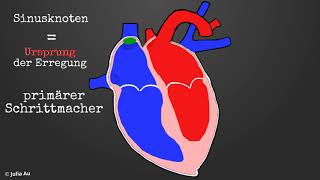 Die Funktion des Herzens 4  Erregungsleitung [upl. by Clotilde]