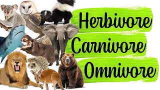 Science Quiz Herbivore Carnivore Omnivore  ANY 10 [upl. by Ardua]