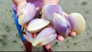 After the typhoon queen pearl shells and golden pearl shells spread all over the beach Gems 宝石 珍珠 [upl. by Bashemath273]