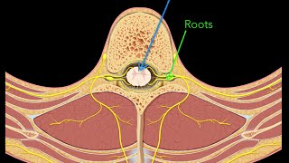 Spinal nerves [upl. by Moreta26]