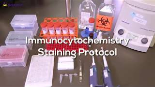 Immunocytochemistry Protocol StepbyStep [upl. by East892]