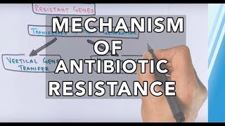 Mechanism of Antibiotic Resistance [upl. by Encratis156]