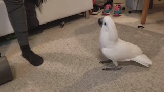 Funny Cockatoo Compilation  feat Chief The Cockatoo [upl. by Eissel]