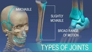 Anatomy and Physiology of Articulations Joints [upl. by Lavena199]