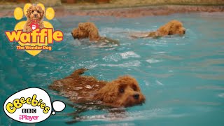 Swimming with Waffle the Wonder Dog  CBeebies [upl. by Suoilenroc]